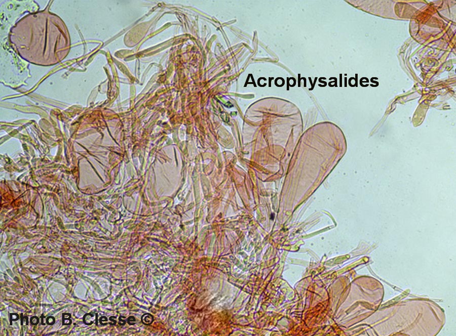 Acrophysalides